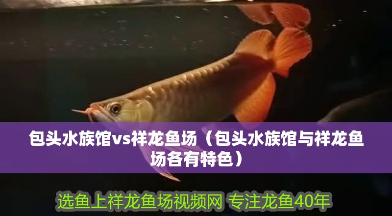 包頭水族館vs祥龍魚場(包頭水族館與祥龍魚場各有特色) 全國水族館企業(yè)名錄 第1張 包頭水族館vs祥龍魚場(包頭水族館與祥龍魚場各有特色) 包頭水族館vs祥龍魚場(包頭水族館與祥龍魚場各有特色) 全國水族館企業(yè)名錄 第1張