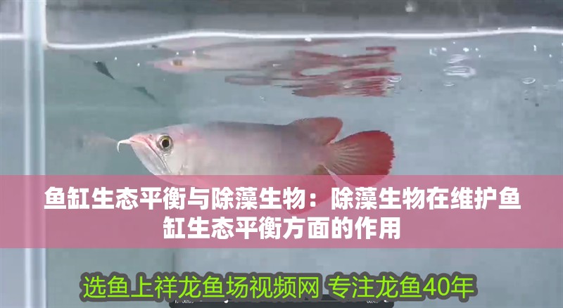 魚缸生態平衡與除藻生物：除藻生物在維護魚缸生態平衡方面的作用