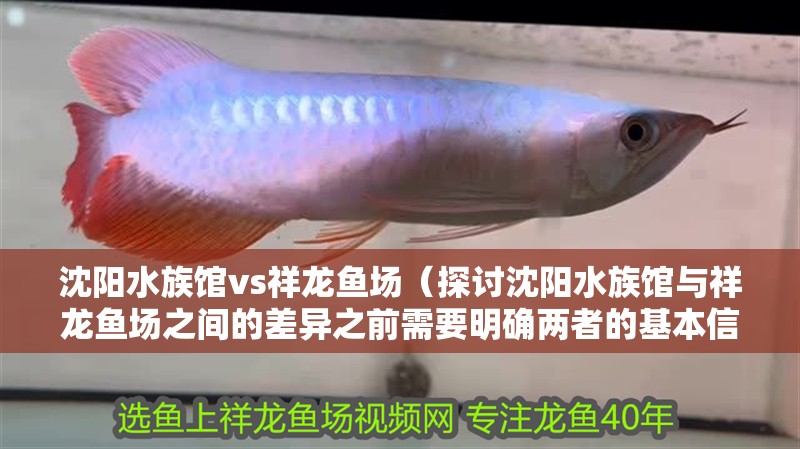 沈陽水族館vs祥龍魚場（探討沈陽水族館與祥龍魚場之間的差異之前需要明確兩者的基本信息）