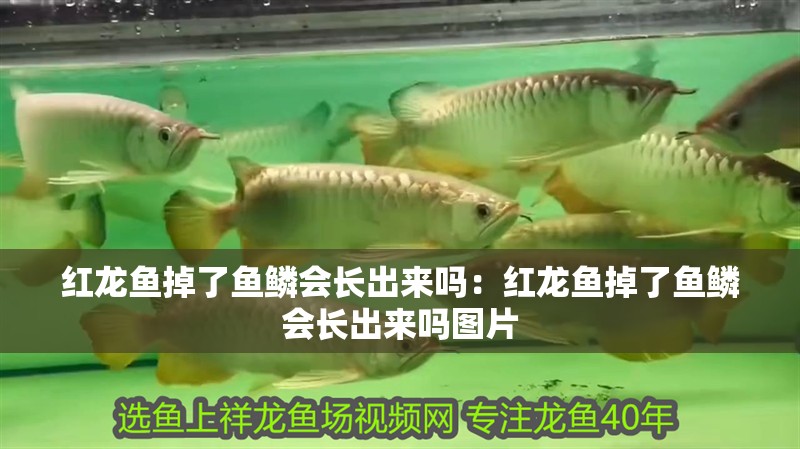 紅龍魚掉了魚鱗會(huì)長(zhǎng)出來(lái)嗎：紅龍魚掉了魚鱗會(huì)長(zhǎng)出來(lái)嗎圖片
