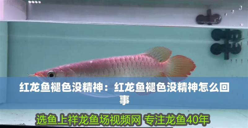 紅龍魚褪色沒精神：紅龍魚褪色沒精神怎么回事