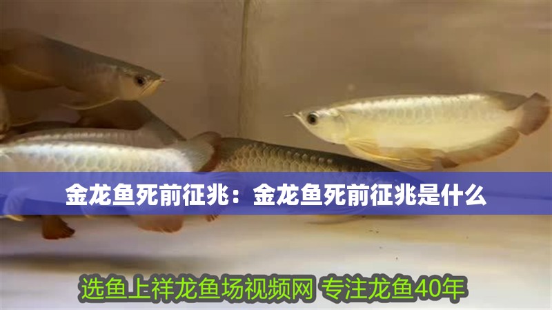 金龍魚死前征兆：金龍魚死前征兆是什么