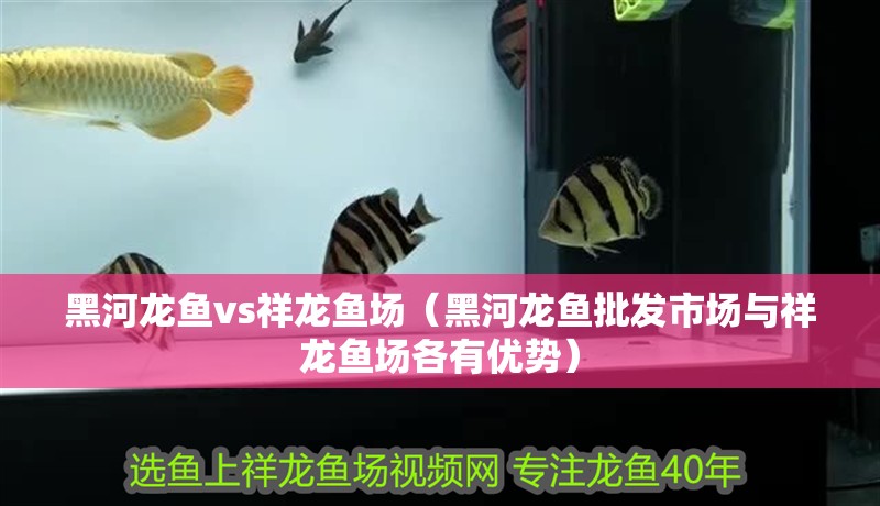 黑河龍魚vs祥龍魚場(chǎng)（黑河龍魚批發(fā)市場(chǎng)與祥龍魚場(chǎng)各有優(yōu)勢(shì)） 黑河龍魚vs祥龍魚場(chǎng)（黑河龍魚批發(fā)市場(chǎng)與祥龍魚場(chǎng)各有優(yōu)勢(shì)） 全國水族館企業(yè)名錄 第1張
