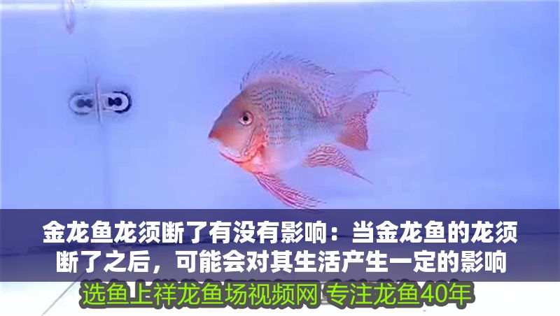 金龍魚龍須斷了有沒有影響：當金龍魚的龍須斷了之后，可能會對其生活產生一定的影響 金龍魚龍須斷了有沒有影響：當金龍魚的龍須斷了之后，可能會對其生活產生一定的影響 龍魚百科 第2張