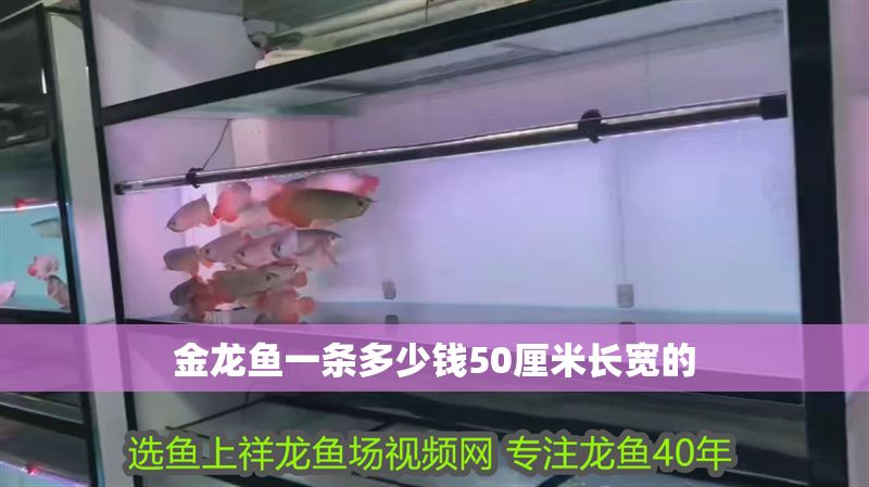 金龍魚一條多少錢50厘米長寬的 金龍魚一條多少錢50厘米長寬的 龍魚百科 第2張