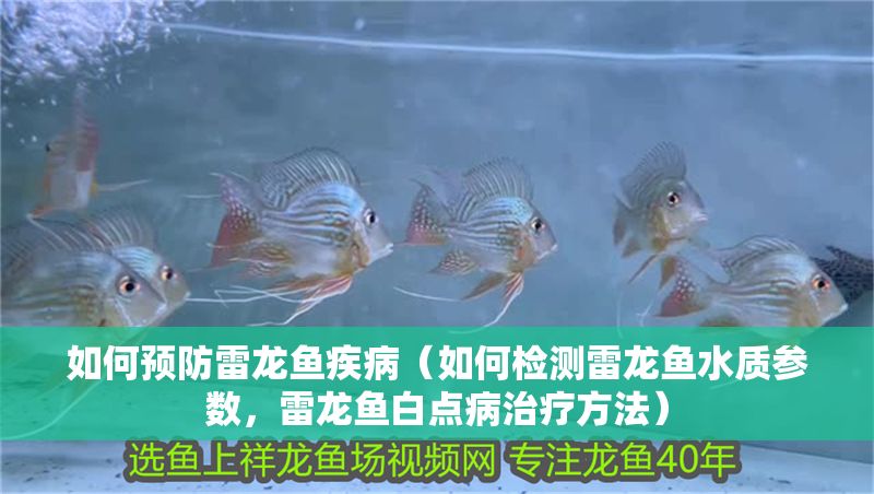 如何預防雷龍魚疾病（如何檢測雷龍魚水質參數，雷龍魚白點病治療方法） 如何預防雷龍魚疾病（如何檢測雷龍魚水質參數，雷龍魚白點病治療方法） 龍魚百科 第2張