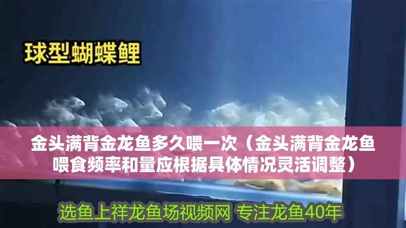 金頭滿背金龍魚多久喂一次（金頭滿背金龍魚喂食頻率和量應根據具體情況靈活調整）