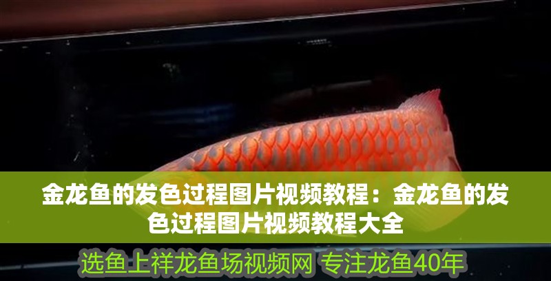 金龍魚的發色過程圖片視頻教程：金龍魚的發色過程圖片視頻教程大全