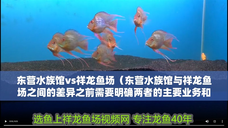 東營水族館vs祥龍魚場（東營水族館與祥龍魚場之間的差異之前需要明確兩者的主要業(yè)務和特點）