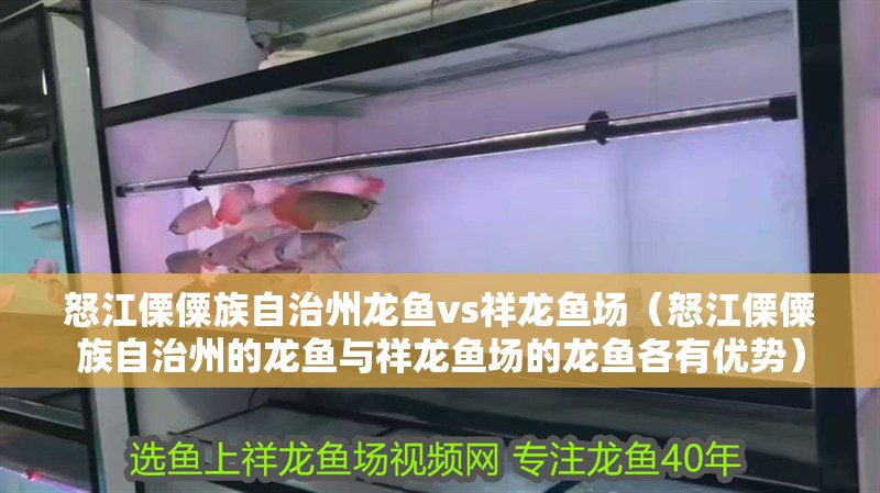 怒江傈僳族自治州龍魚vs祥龍魚場（怒江傈僳族自治州的龍魚與祥龍魚場的龍魚各有優勢）