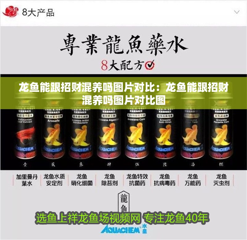 龍魚能跟招財(cái)混養(yǎng)嗎圖片對(duì)比：龍魚能跟招財(cái)混養(yǎng)嗎圖片對(duì)比圖