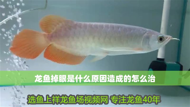 龍魚掉眼是什么原因造成的怎么治