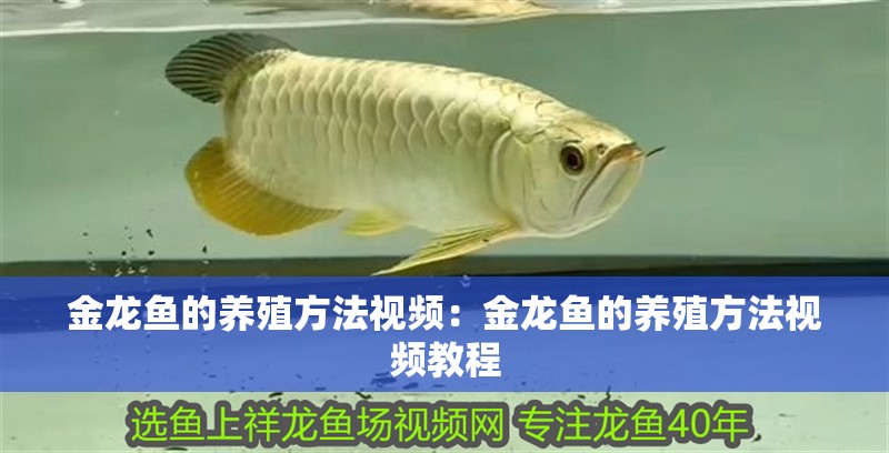 金龍魚的養殖方法視頻：金龍魚的養殖方法視頻教程