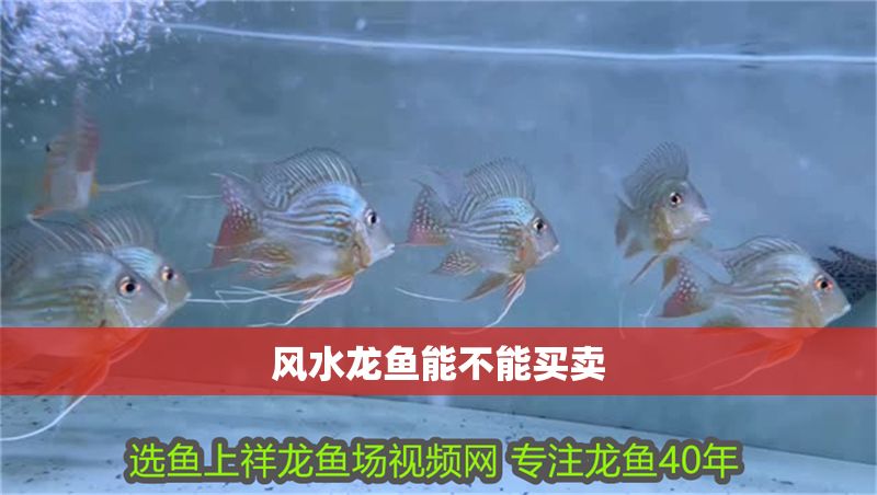 風水龍魚能不能買賣 風水龍魚能不能買賣 龍魚百科 第1張