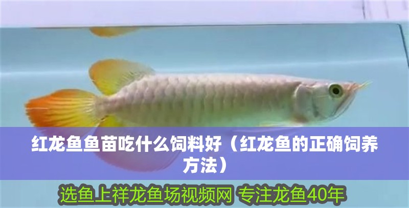紅龍魚魚苗吃什么飼料好（紅龍魚的正確飼養(yǎng)方法）