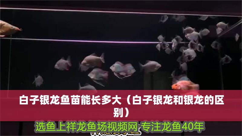 白子銀龍魚苗能長多大(白子銀龍和銀龍的區別) 龍魚百科 第1張 白子銀龍魚苗能長多大(白子銀龍和銀龍的區別) 白子銀龍魚苗能長多大(白子銀龍和銀龍的區別) 龍魚百科 第1張