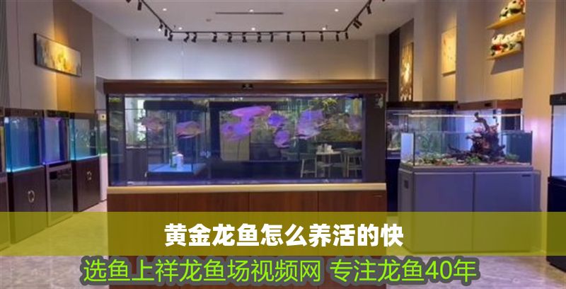 黃金龍魚怎么養活的快