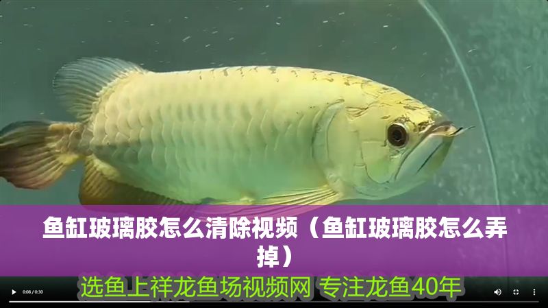 魚缸玻璃膠怎么清除視頻（魚缸玻璃膠怎么弄掉）