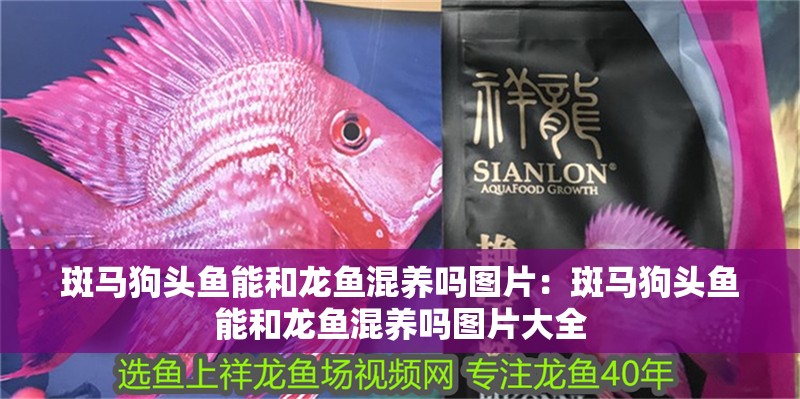 斑馬狗頭魚能和龍魚混養嗎圖片：斑馬狗頭魚能和龍魚混養嗎圖片大全 斑馬狗頭魚能和龍魚混養嗎圖片：斑馬狗頭魚能和龍魚混養嗎圖片大全 水族問答