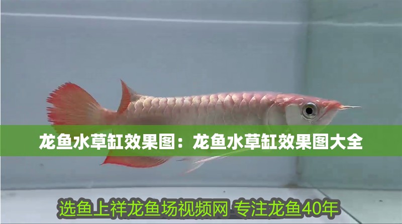 龍魚水草缸效果圖：龍魚水草缸效果圖大全 龍魚水草缸效果圖：龍魚水草缸效果圖大全 水族問答