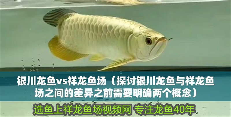 銀川龍魚vs祥龍魚場（探討銀川龍魚與祥龍魚場之間的差異之前需要明確兩個概念） 銀川龍魚vs祥龍魚場（探討銀川龍魚與祥龍魚場之間的差異之前需要明確兩個概念） 全國水族館企業名錄 第1張