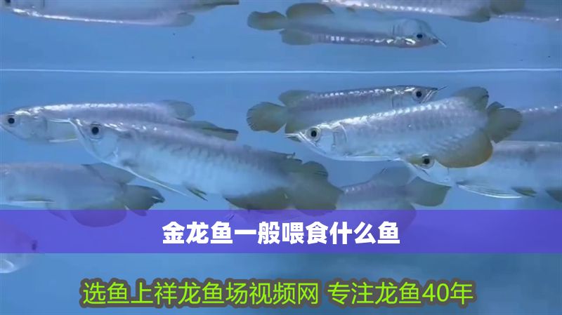 金龍魚一般喂食什么魚