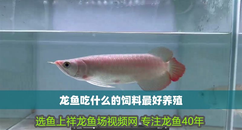 龍魚吃什么的飼料最好養殖