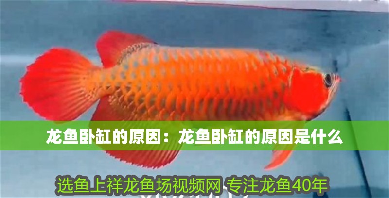 龍魚臥缸的原因：龍魚臥缸的原因是什么