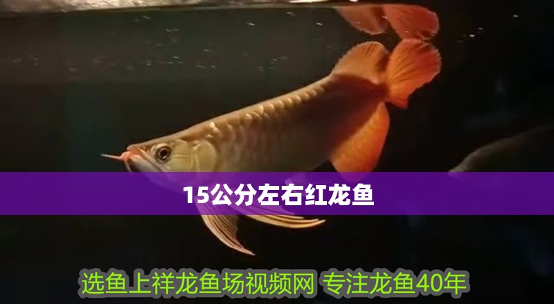 15公分左右紅龍魚 龍魚百科 第1張 15公分左右紅龍魚 15公分左右紅龍魚 龍魚百科 第1張