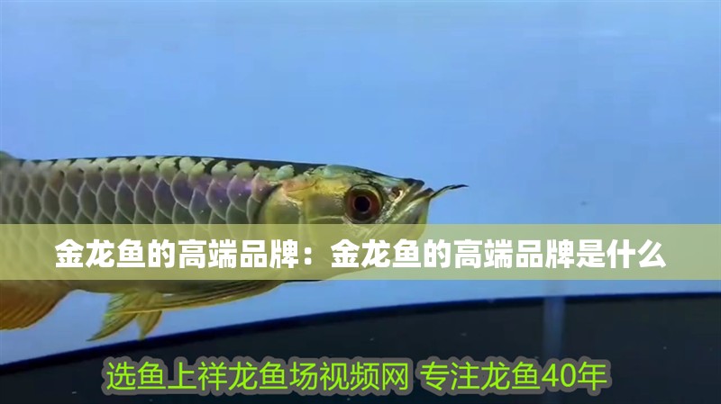 金龍魚的高端品牌：金龍魚的高端品牌是什么
