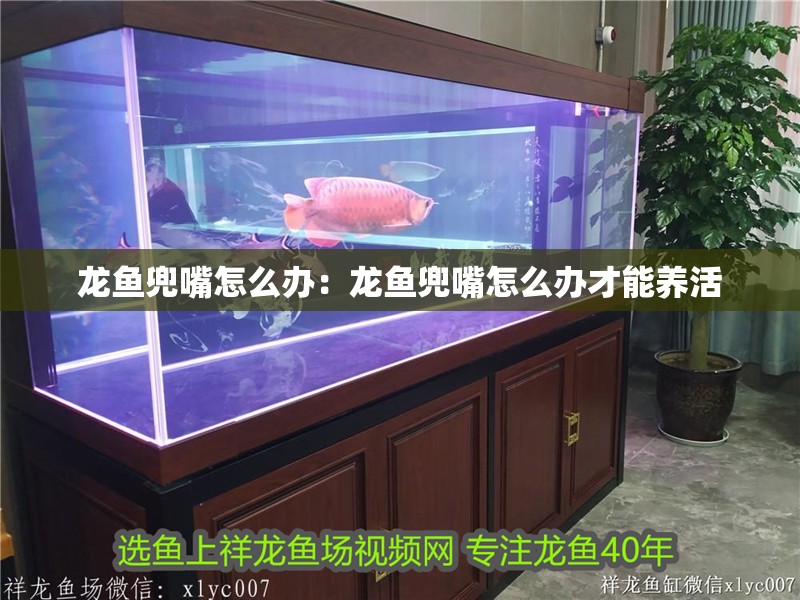 龍魚兜嘴怎么辦：龍魚兜嘴怎么辦才能養活