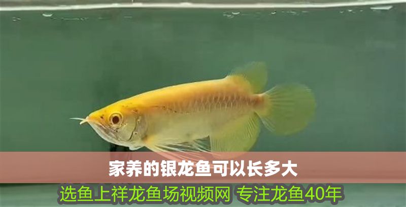 家養的銀龍魚可以長多大 家養的銀龍魚可以長多大 龍魚百科 第2張