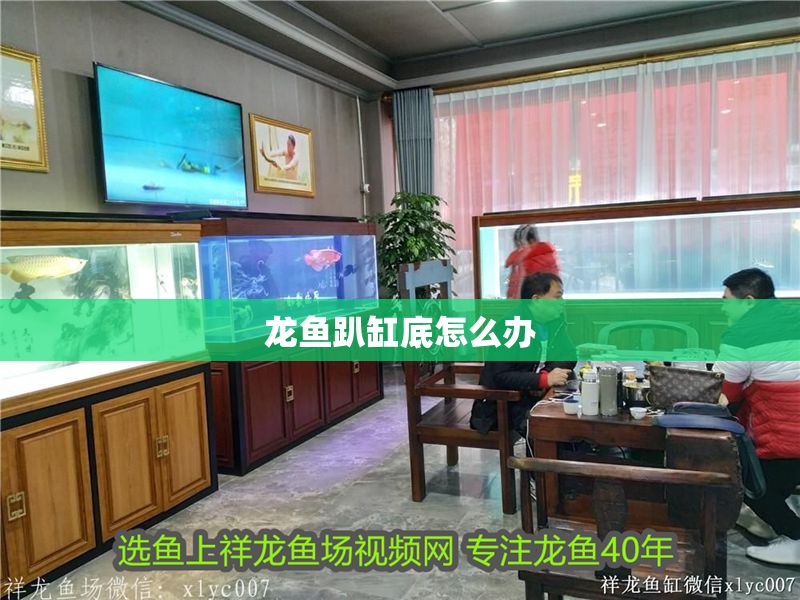 龍魚趴缸底怎么辦