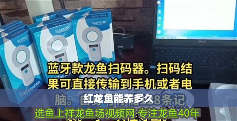 紅龍魚(yú)能養(yǎng)多久