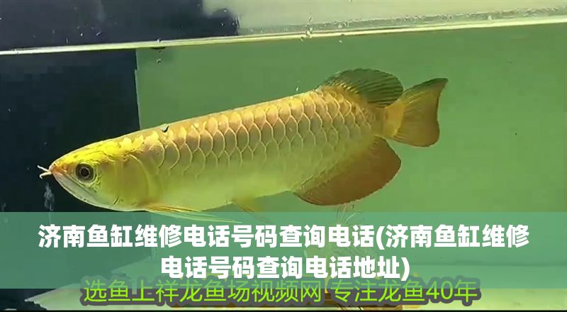 濟(jì)南魚缸維修電話號(hào)碼查詢電話(濟(jì)南魚缸維修電話號(hào)碼查詢電話地址)