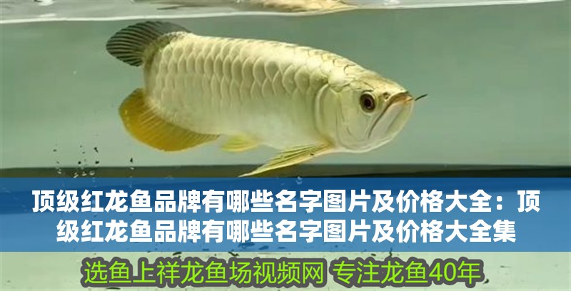 頂級(jí)紅龍魚品牌有哪些名字圖片及價(jià)格大全：頂級(jí)紅龍魚品牌有哪些名字圖片及價(jià)格大全集