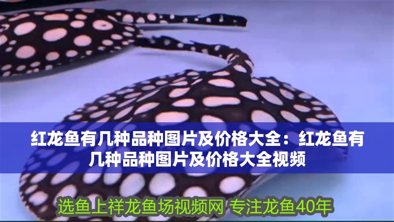 紅龍魚有幾種品種圖片及價格大全：紅龍魚有幾種品種圖片及價格大全視頻 紅龍魚有幾種品種圖片及價格大全：紅龍魚有幾種品種圖片及價格大全視頻 水族問答