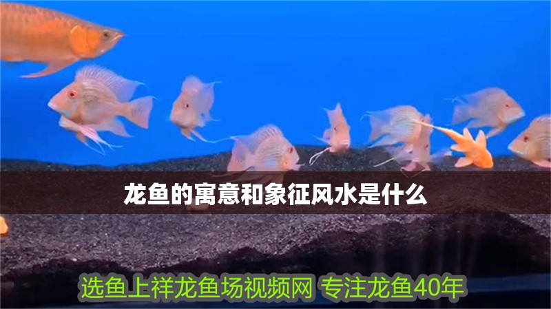 龍魚(yú)的寓意和象征風(fēng)水是什么