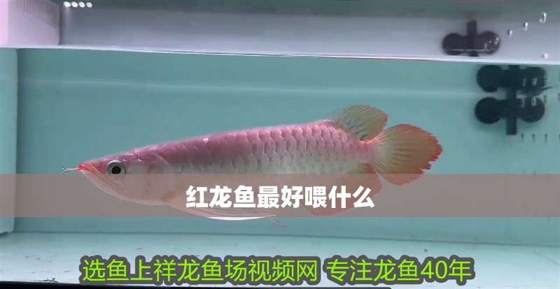 紅龍魚最好喂什么