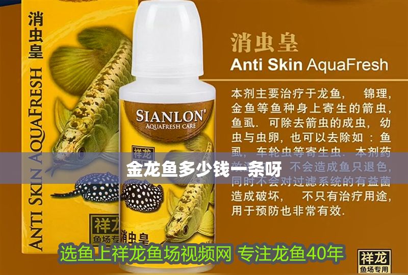 金龍魚多少錢一條呀