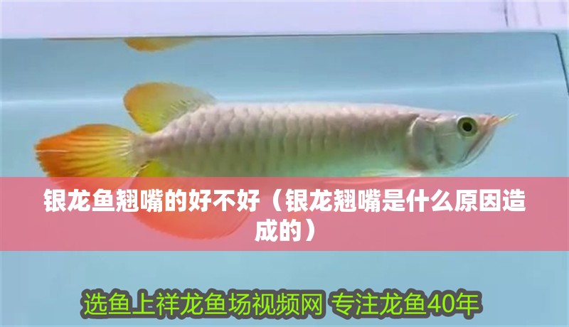 銀龍魚翹嘴的好不好（銀龍翹嘴是什么原因造成的）