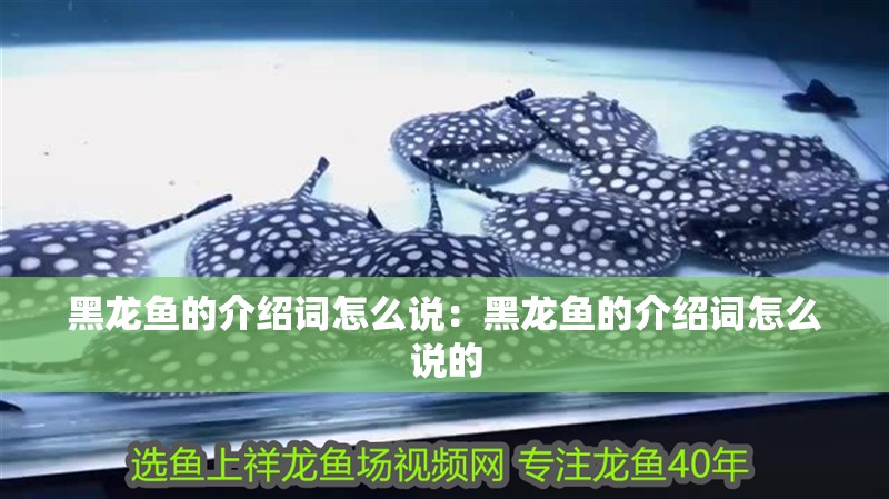 黑龍魚的介紹詞怎么說：黑龍魚的介紹詞怎么說的