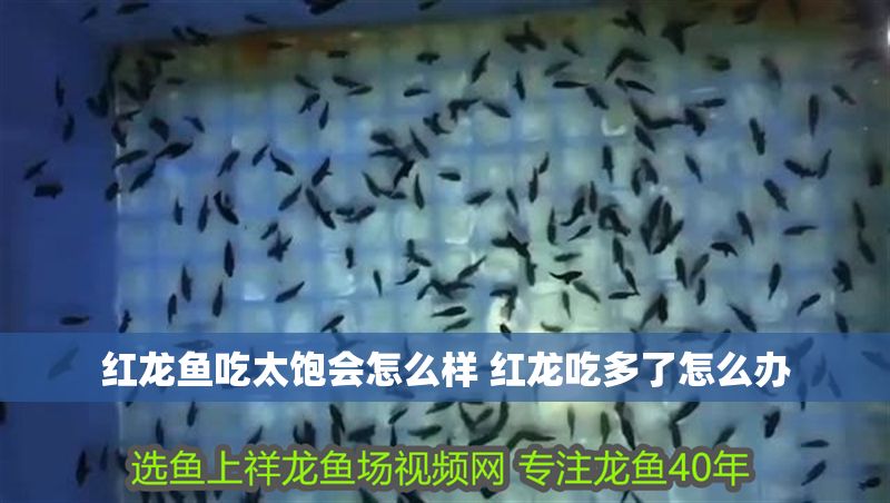 紅龍魚吃太飽會(huì)怎么樣 紅龍吃多了怎么辦