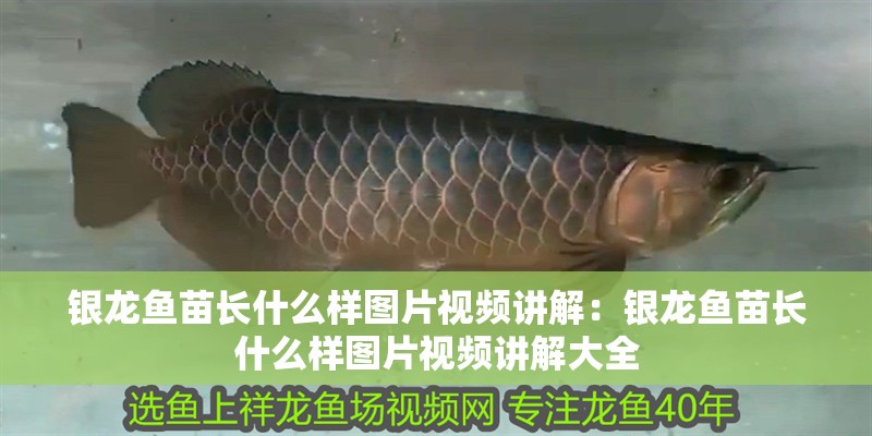 銀龍魚苗長什么樣圖片視頻講解：銀龍魚苗長什么樣圖片視頻講解大全