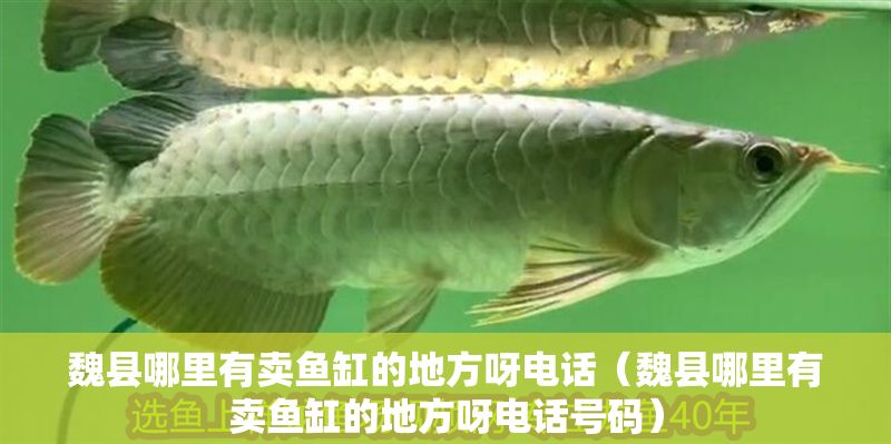 魏縣哪里有賣魚缸的地方呀電話（魏縣哪里有賣魚缸的地方呀電話號碼）