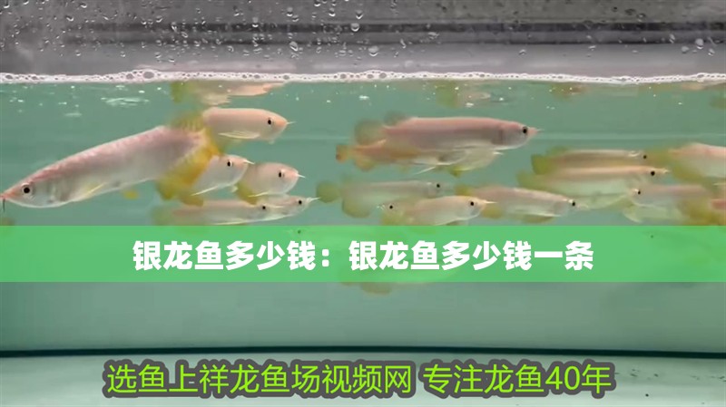 銀龍魚多少錢:銀龍魚多少錢一條 水族問答 銀龍魚多少錢:銀龍魚多少錢一條 銀龍魚多少錢:銀龍魚多少錢一條 水族問答