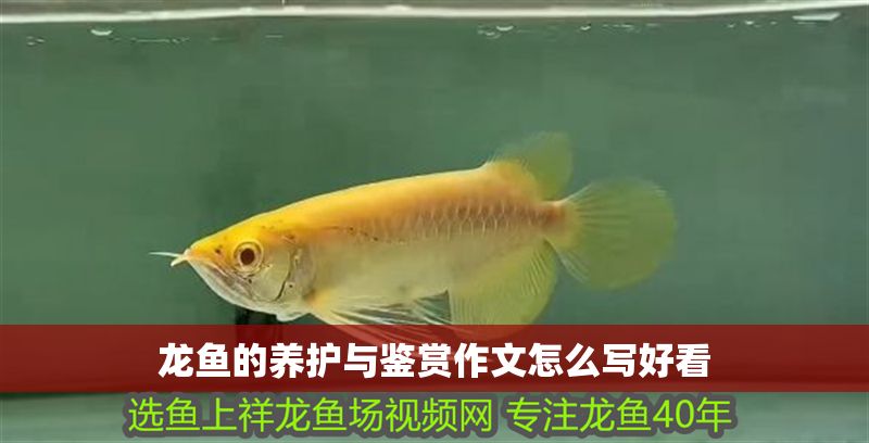 龍魚的養護與鑒賞作文怎么寫好看