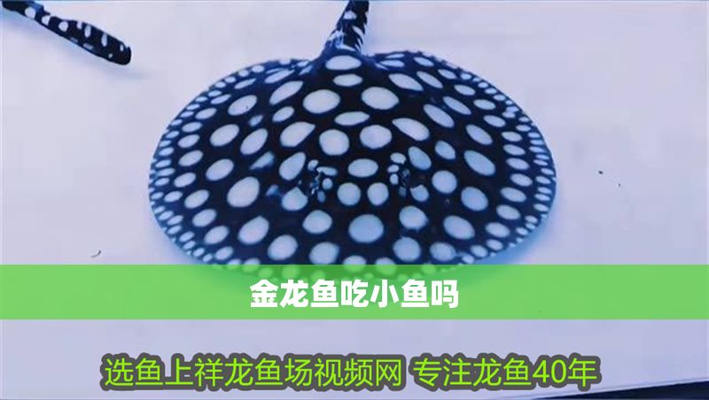 金龍魚吃小魚嗎