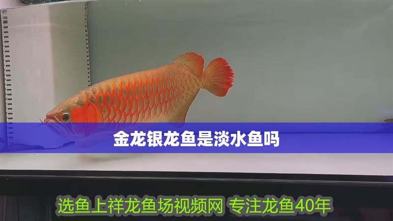 金龍銀龍魚是淡水魚嗎
