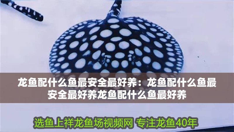 龍魚配什么魚最安全最好養：龍魚配什么魚最安全最好養龍魚配什么魚最好養 龍魚配什么魚最安全最好養：龍魚配什么魚最安全最好養龍魚配什么魚最好養 龍魚百科